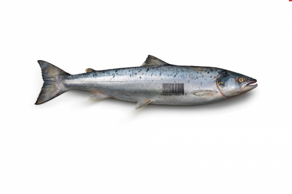 Photograph Andy Rudak Hsbc Fish on One Eyeland